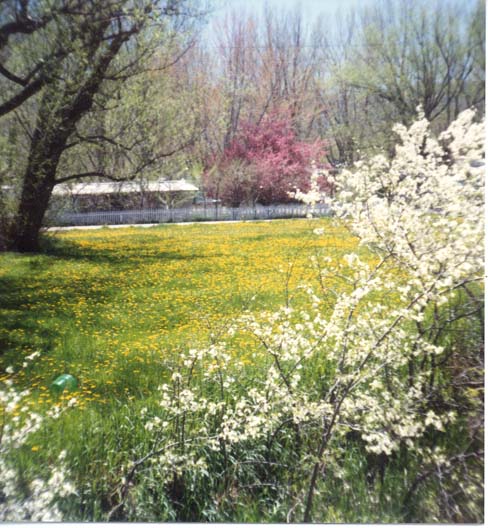 spring in mmhp (88 kb)