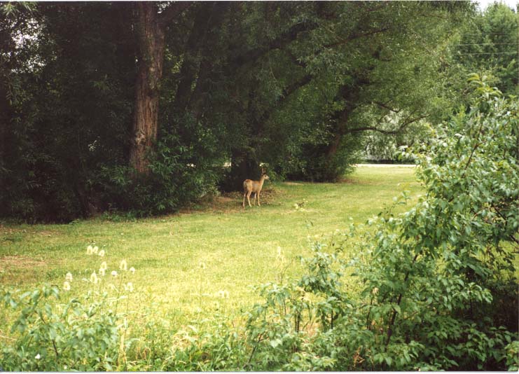 summer deer in mmhp (104 kb)