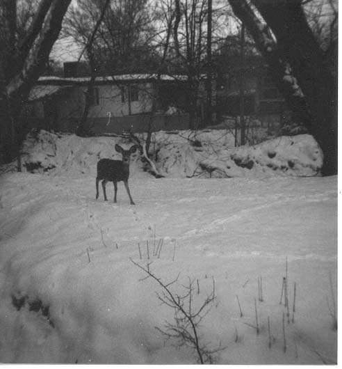 winter deer in mmhp (44 kb)